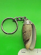 Natural SEA SHELL - Keychain , key chain GIFT BOXED