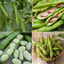 Broad Bean Seeds - Huge Selection of Varieties