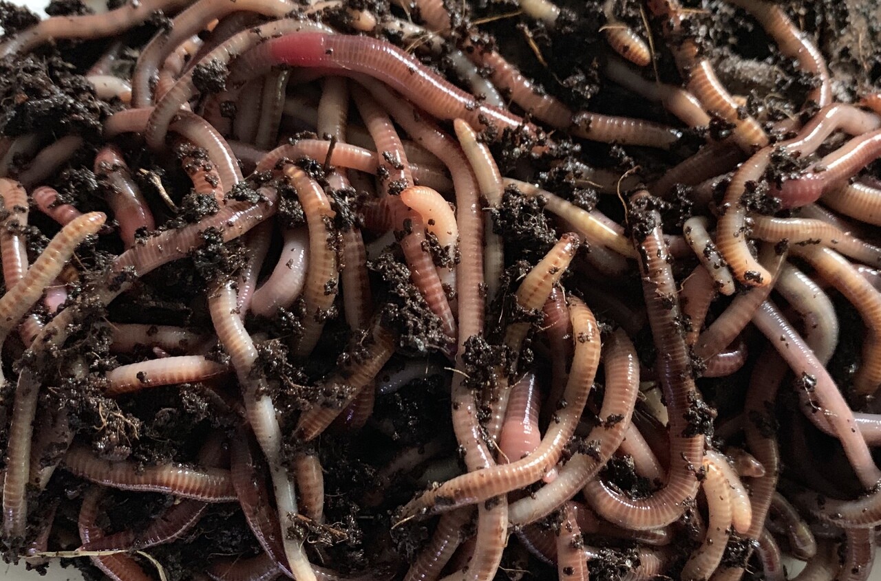 European Nightcrawler Worm Farm. Have an endless supply of healthy