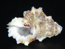 BURSA CRUENTATA: RARELY THIS CLEAN OF EROSION FROM HAWAII @ 33.57MM!