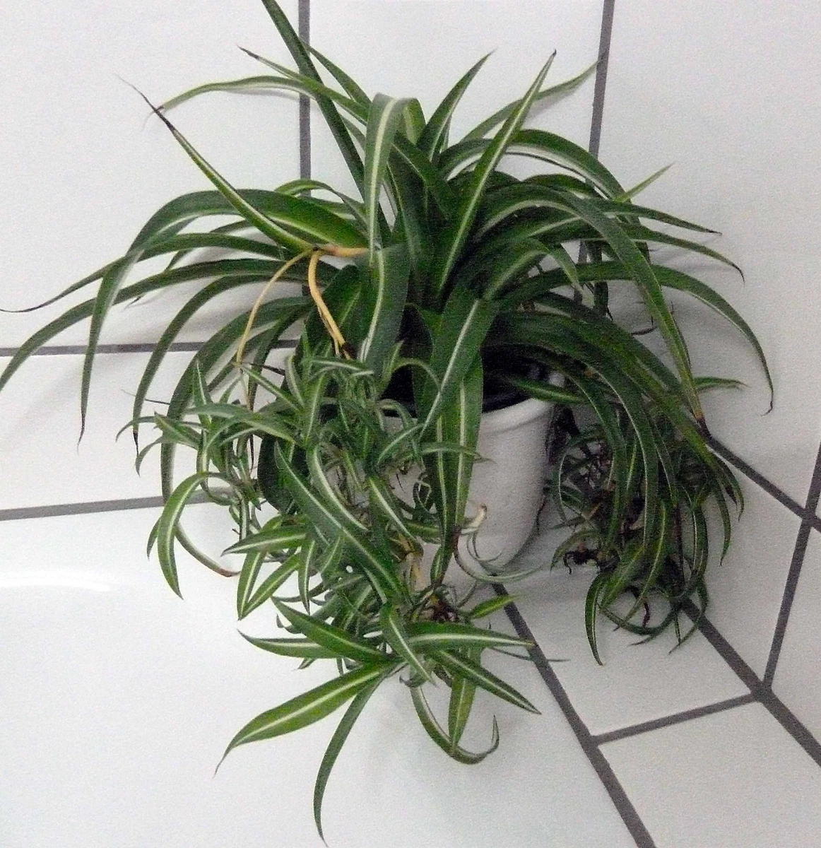 monstera thai constellation seeds Thai Constellation Variegated Monstera (2 Plants) in 3
