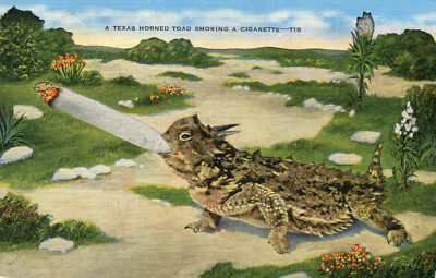 USA A Texas horned toad cigarette tuxedo Tis Humor Smoking Toad