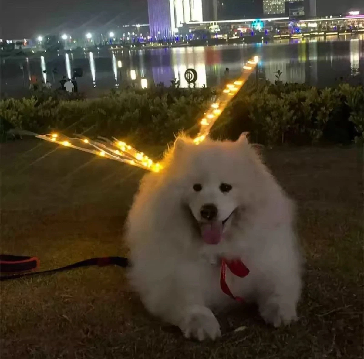 Samoyed Dog Clothing & Shoes for sale | eBay