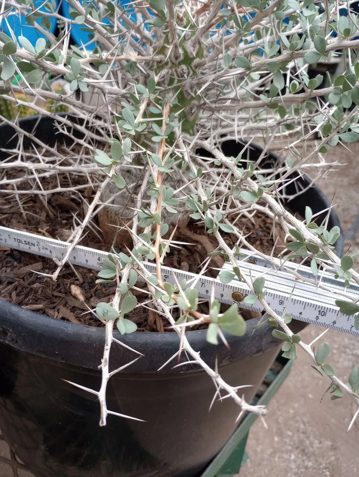 Boojum Tree Fouquieria columnaris Huge 6 Inch Wide Conical Truck Arizona Grown - Image 4 of 4