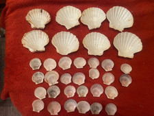 Produktbild - 36 Partyschälchen f.kleine Happen, natürli.Muscheln (nicht geschützt), ca.5-12cm