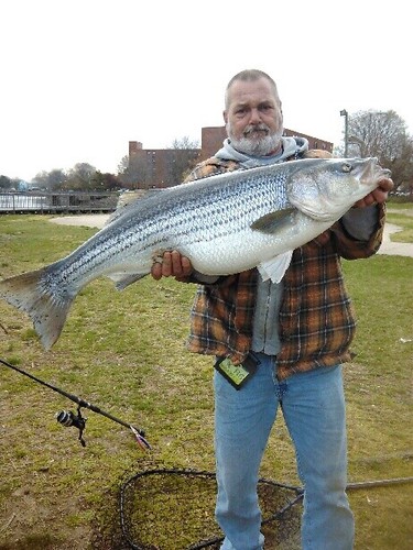 10 Carolina ( Circle ) Surf Fishing Rigs Striped Bass Striper Drum Catfish - Picture 5 of 7