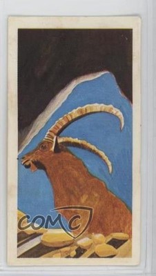 1978 Brooke Bond Vanishing Wildlife Tea Pyrenean Ibex #3 0f3j