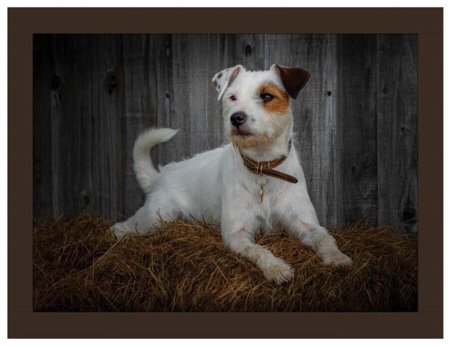 Jack Russell Faux Leather Lap Tray, Rural Roots, Dogs, Pets, Home FLTF2606