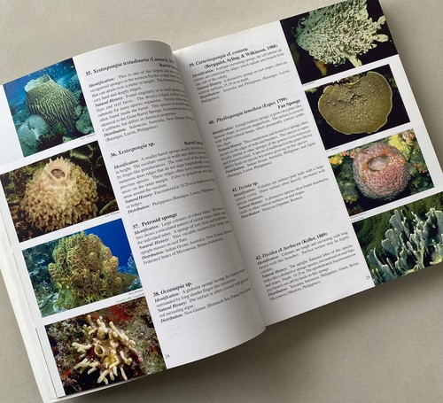 Coral Reef Animals of the Indo-Pacific by Gosliner/Behrens/ Williams (1996 PB) - Picture 7 of 15