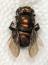 Eufriesea mexicana OR SP | MEXICO |  AS PICTURED | A1 | VERY RARE Euglossini