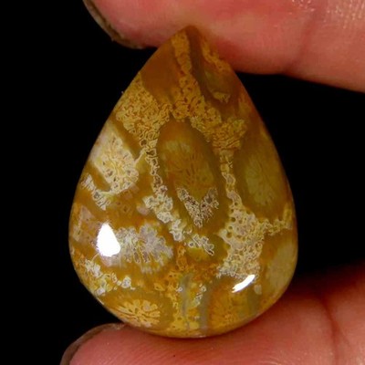 23.00Cts.100%Natural Designer Fossil Coral Pear Cab 19x27x6mm Losse Gemstone