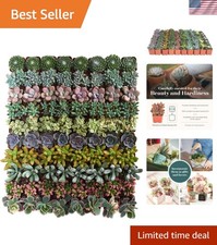Assorted Succulent Plant Pack Collection - Live Mini Succulent Plants,