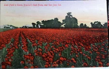 Braslan's Seed Farm, San Jose, CALIF. Hand Colored Post Card '08 Santa Clara Co.