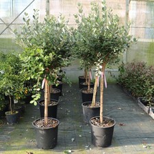 Feijoa "Acca sellowiana" Guayabo del Brasile pianta ad alberello in vaso ø36 cm