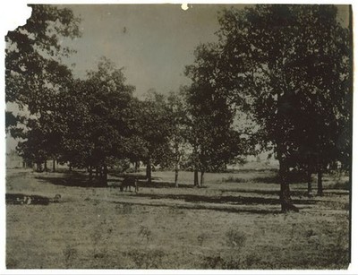 Photo:Park,United States,Unidentified Location,Lewis Wickes Hine,c1912