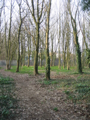 Foto 6x4 Aufnäher Wald Basingstoke sehr viel ein Gebiet Niemandsland um 2009