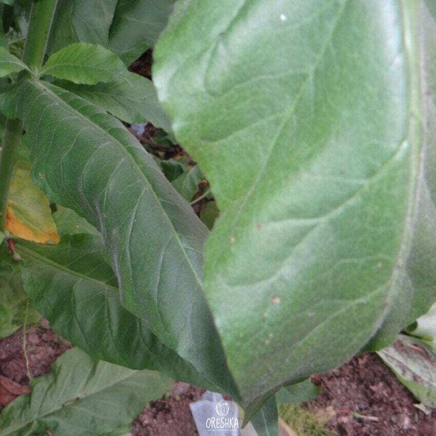 Habano Tobacco2000 300+ PCS fresh seeds, Nicotiana tabacum, Tobacco seeds eBay