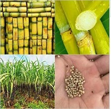 BULK 100 x AMERICAN GIANT SUGAR CANE SEEDS GROW YOUR OWN 6-18 FEET TALL PLANT UK