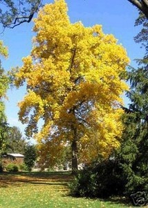 Gartenbaum Immergrun Farbenfroh Ganzjahrige Exotische Samen Tulpenbaum Ebay