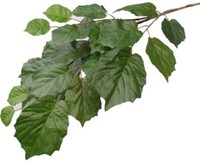 Lindenblatt Zweig, Schwer Entflammbar Mit 25 BläTter, LäNge 75Cm Von Ibizanos