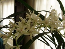 Cymbidium pumilum var. album  Geyserland  x self