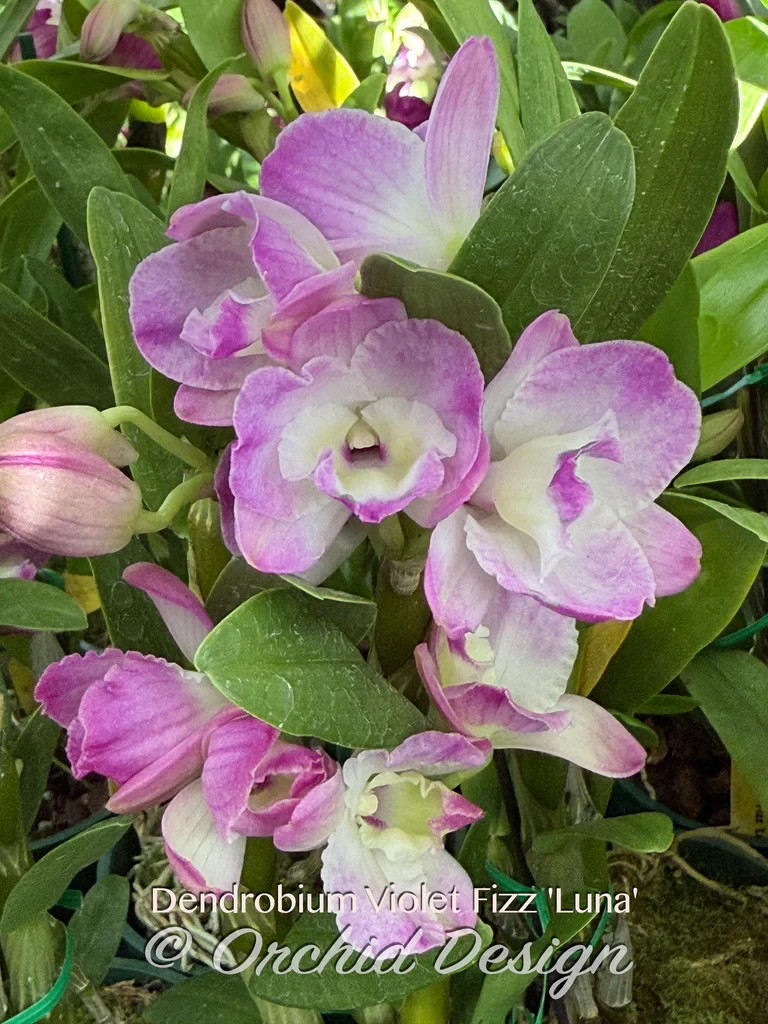 Dendrobium Violet Fizz 'Luna' – nice shape, Fragrant | eBay