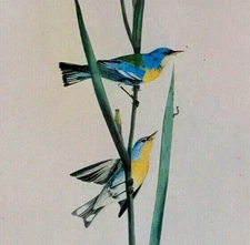 John James Audubon Birds PARULA WARBLER Vintage Art Book Plate 10
