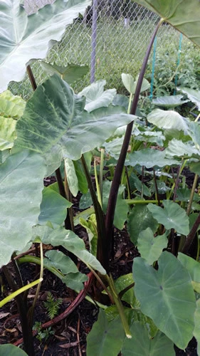 TARO - Asian Light-Green-Purple - One of the Best Taro from Southeast Asia!!! - image 4 of 4