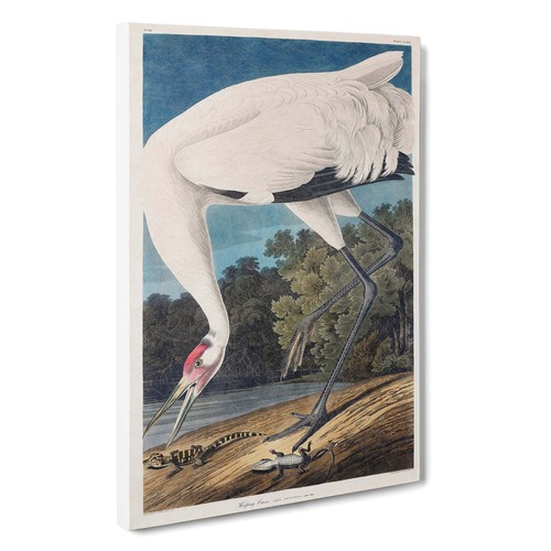 Hooping Crane Bird Forest John James Audubon Canvas Wall Art Print Framed Decor - Picture 2 of 7