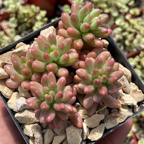 10x Ableger Sedum rubrotinctum, ca 10cm, Sukkulente mit besonderer Farbgebung - Bild 3 von 12