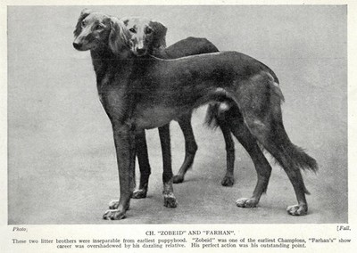 Saluki ''Brothers'' - 1934 Vintage Dog Art ''Photo'' Print -  CUSTOM MATTED