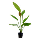 Echinodorus Rosé Tropica Live Aquarium Plant - EU Grown Shrimp & Snail Safe