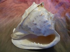 Cassis Cornuta XL Sturmhaube Gehörnte Helmschnecke