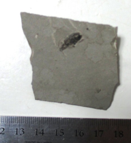 Fossil beetle - insect - Green River fm, Rio Blanco, Colorado - Picture 2 of 4