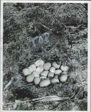 1948 Press Photo Mallard duck eggs gathered in a nest - afa49166