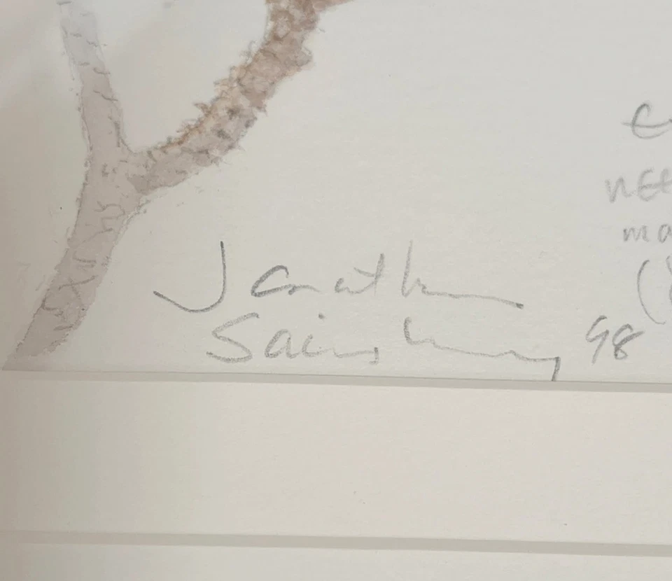 Jonathan Sainsbury Botanical Sketch Pine Cone Art Drawing Framed - Image 4 of 4