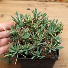Euphorbia japonica Vaso 9 cm  Cod.2211-6