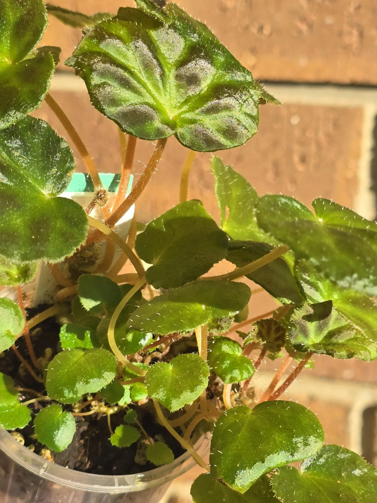 Picture 10 of 13