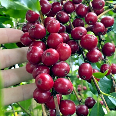 10 Coffea arabica Seeds Tropical EXOTIC Coffee Bean Indoor House