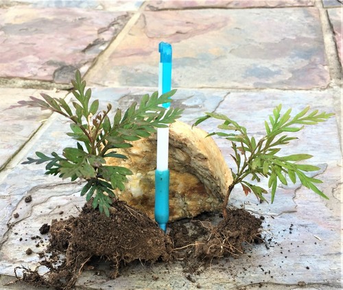 Rooted - Ornamental tree - Silky oak Grevillea robusta - Gloden brush flowers - Picture 9 of 12