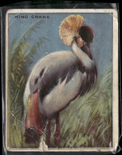 1909-10 Hassan Animal Series (T29) #NNO King Crane