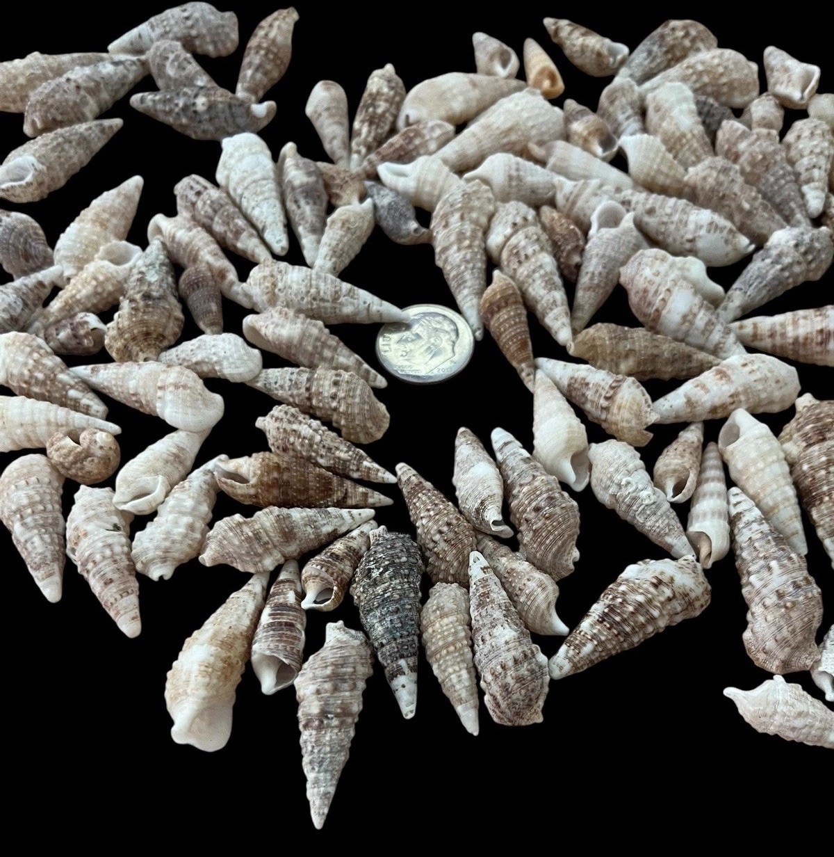 F1218~ Lot of CERITH Snail Shells Seashells Wind Chime Crafts Aquarium ...