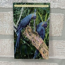 Miami, FL Florida Parrot Jungle Hyacinth Macaws Vintage Postcard UNP