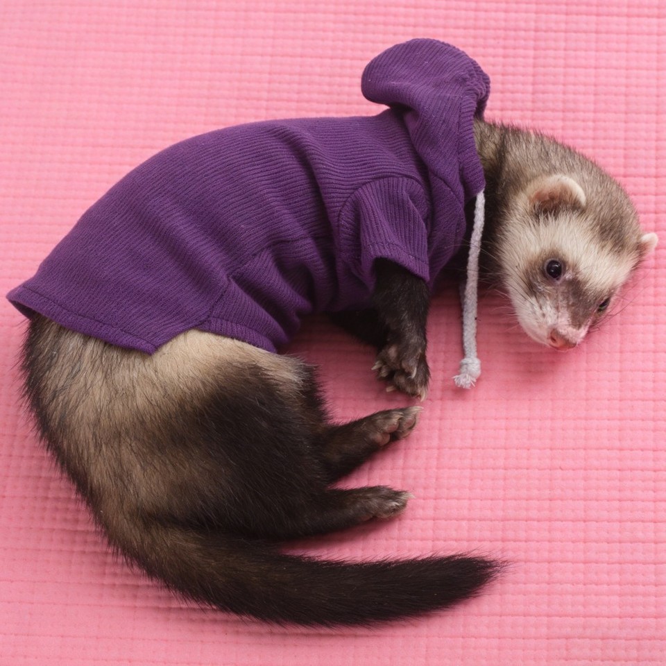 Ferret Winter Clothes: Warm Hoodie - Soft Fleece Apparel for Small Pets ...