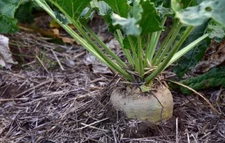 Heirloom SUGAR BEET SEEDS 500+ | NON-GMO - Make Sweet SUGAR | DEER MAGNET