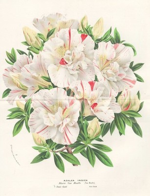 Azalea Indica Azaleen Rhododendren Rhododendron Botanik Houtte Lithographie