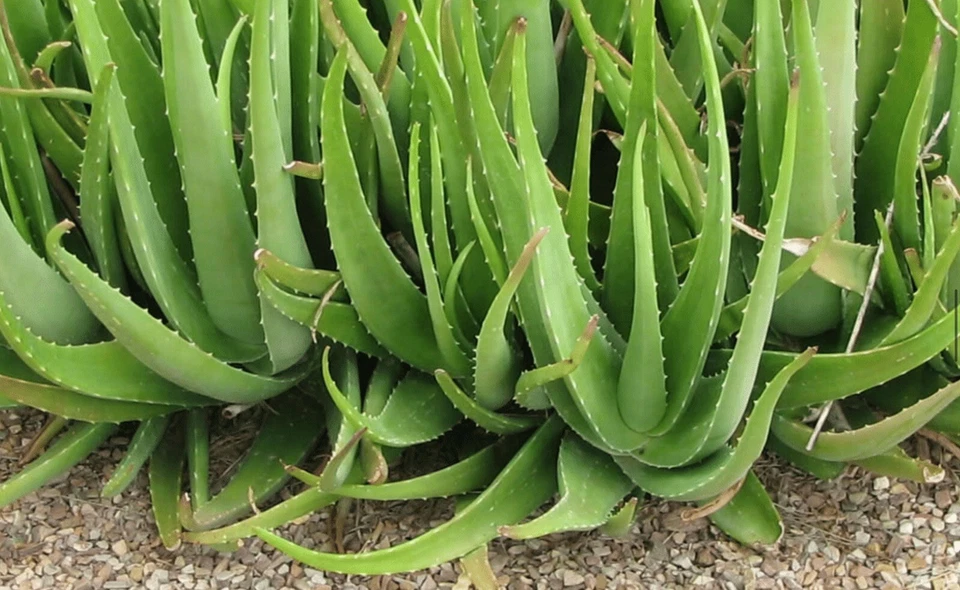 Aloe Vera Leaf 4 Ounces Cutting Medicinal - Image 4 of 4