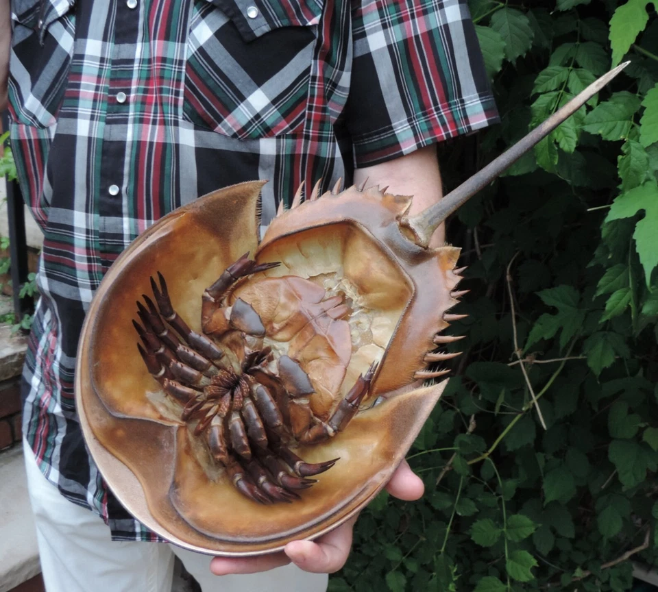 15" long FULL HORSESHOE CRAB Living Fossil of Atlantic Ocean/ Shell, molt - Image 2 of 4