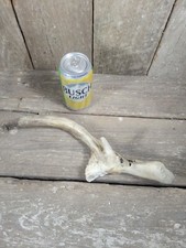 Wild SD Whitetail Deer Antler Shed Horn Rack Decor Craft 2 Point Freak Drop Tine