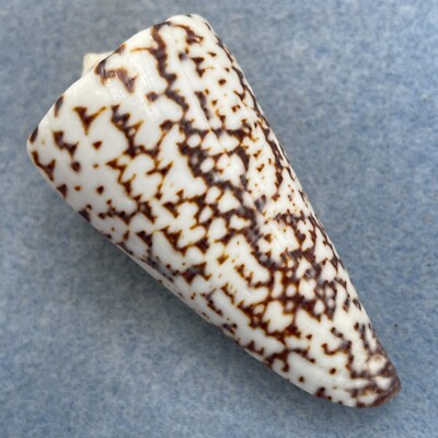 #18 Conus thalassiarchus 59.6mm F++ No Data